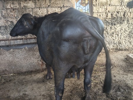 ભેસ