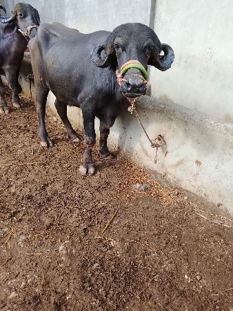 ખળેલુ વેચવાનું છે