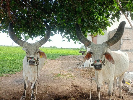બળદ વેચવાના છે