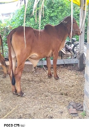 ગોઢલા વેચવાના છે