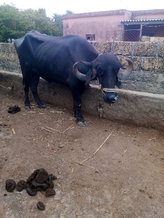 ખડેલાવ