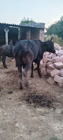 4 મહિના નો ગાભ