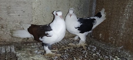 કબૂતર વેચવાના છે