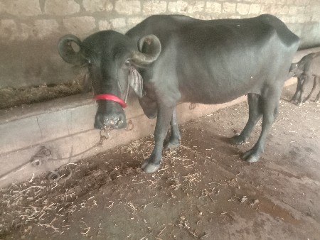ભેસ