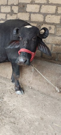 ભેંસ વેચવાની છે