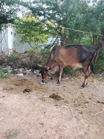 ગાય વેચવાની છે બીજૂ વેતર