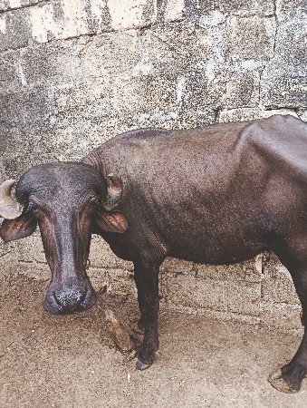 ખડેલું  વેચવાની છે