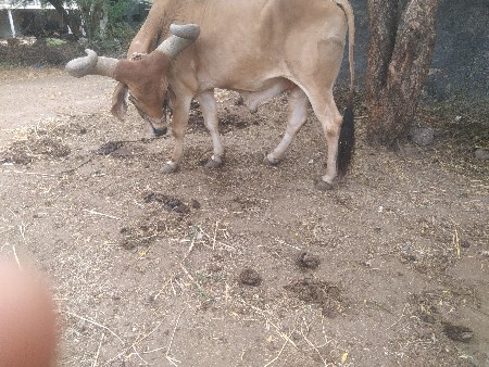 બળદ વેચવાના છે