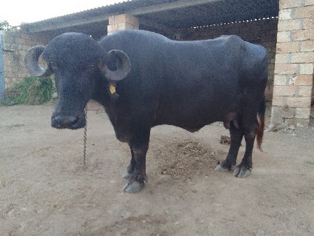 ભેંશ વેચવાની છે