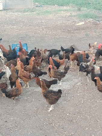 જામખંભાળિયા