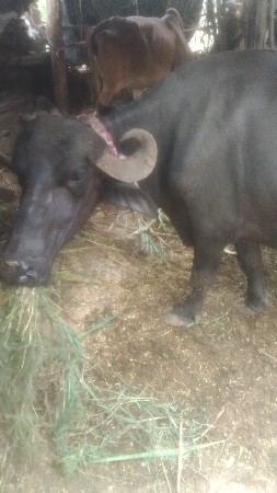 ભેંસ વેસવાની છે