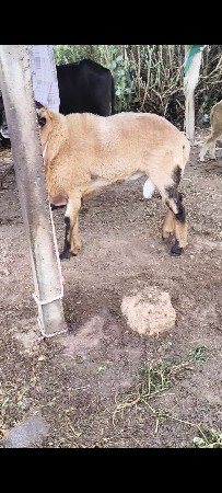 આ ઘેટો વેચવાનો છે કશીરો