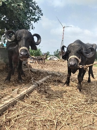 ભેંસ વેચવાની છે