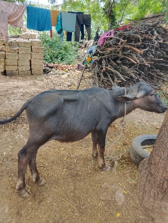 પાડો વેચવાનો છે માધવપુર