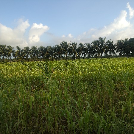 જવાર નો ચારો વેચવાનો છે