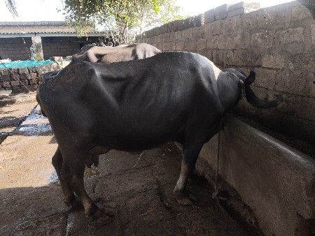 ભેસ