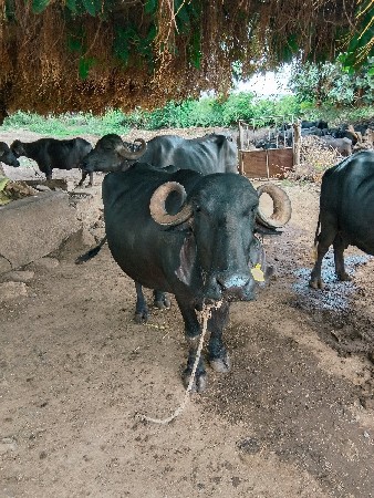 આ ભેંસ વેચવાની છે