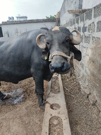 ભેંસ વેચવાની છે
