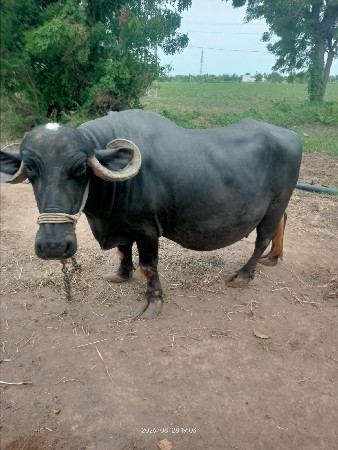 વેચવાની છે