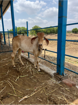 ગીર વાછડી