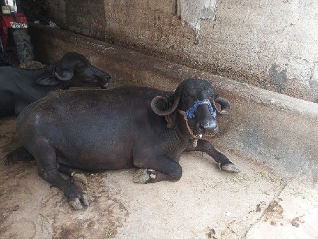 ૨ વેતર ૬:૫ લીટર દુધ