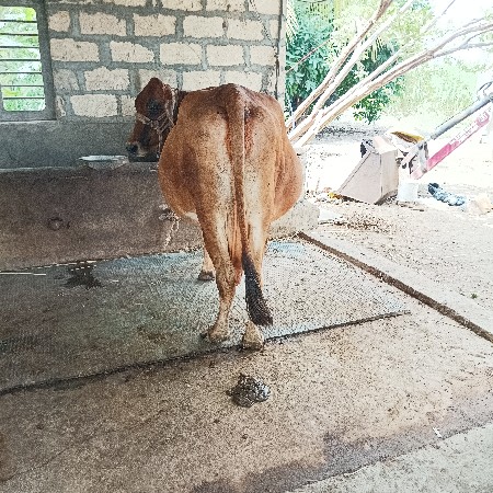 ગાય દેવાની છે