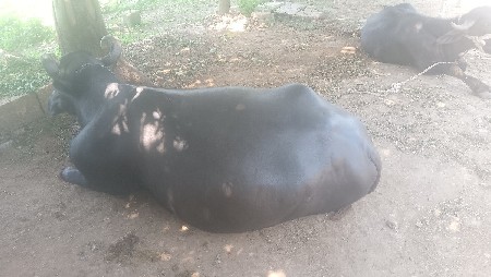1,5 Dod mahinani var se
