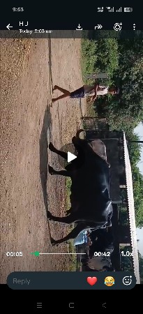 ભેંસ વેચવાનીસે