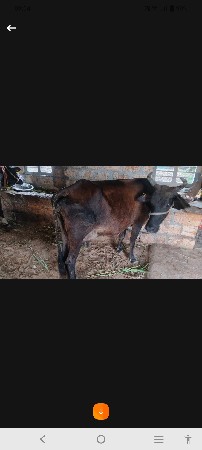 બીજું વેતર જર્સી