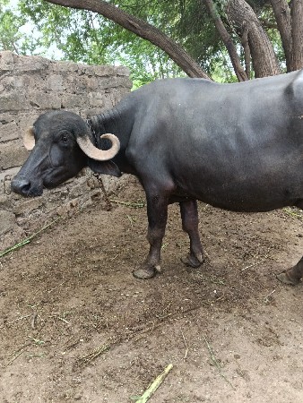 આ ભેશ વેશવાની છે
