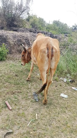 બીજું વેતર સાવ સોજી ગાય