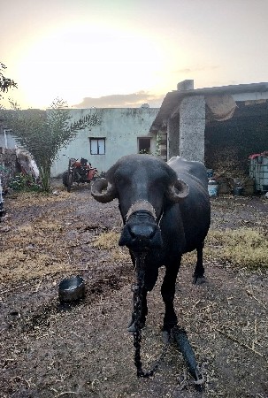 વેચવાની