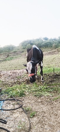 ગાય વેસવાં ની છે
9904155370