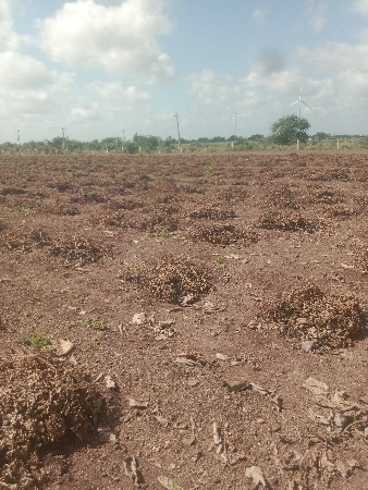 45 નંબર નો પાલો વેસવાનો છે