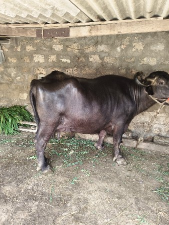 Bhesh vechvani che