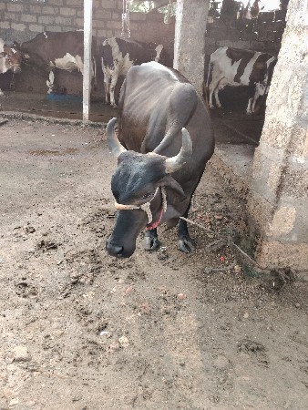 ક્રોસ ગાય વેચવાની છે