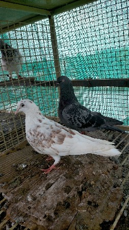 ફુલ ઉડે ઉડાવીને બતાવી દેશું
