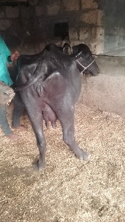 બેભેસવેસવાનીસે