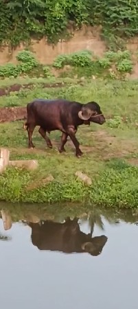 આ પાડો વેચવાનો છે