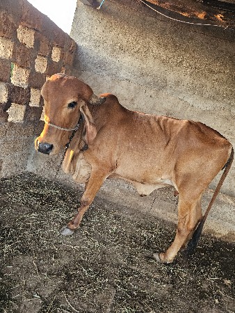 ગીર ગાય