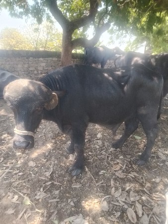 પાડો વેચવાનો છે