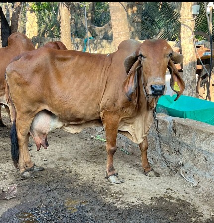 ગીર