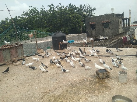કબૂતર વેચવાના છે