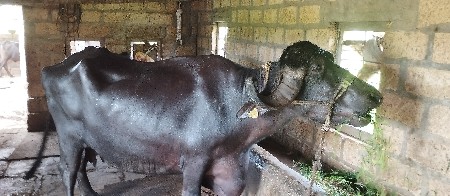 ભેંસ વેચવાની છે
