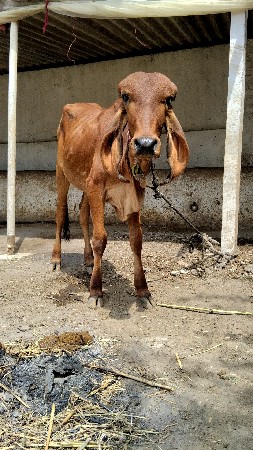 ઓરીજનલ ગીર મુંડો વાછડી