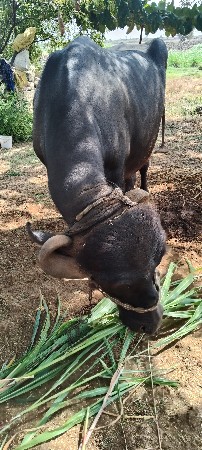 વેચવાની