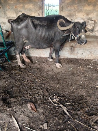ભેશ વેશવા ની છે