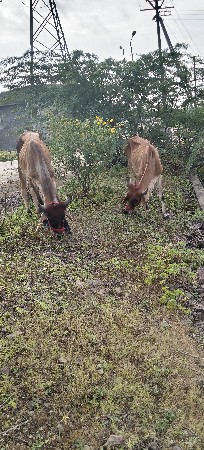 વાછડા વેચવાના છે