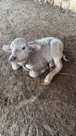 ભેસો લેવાનીયૂ ખાલી લેવાનીસેસે