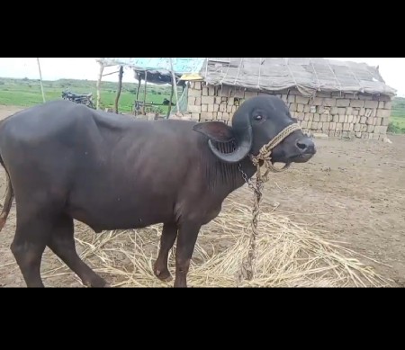 આ પાડા સાટે દાવ પાડો લેવા નો સે